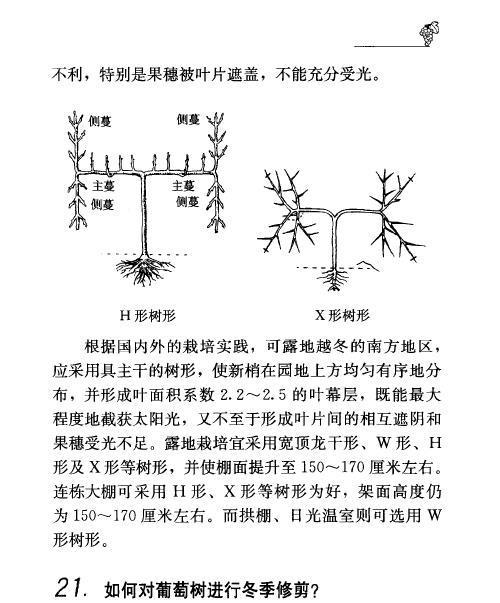葡萄摘心的最佳时间是什么时候？如何正确进行摘心操作？