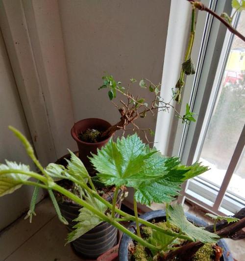 葡萄枝修剪方法有哪些？如何正确修剪葡萄枝？