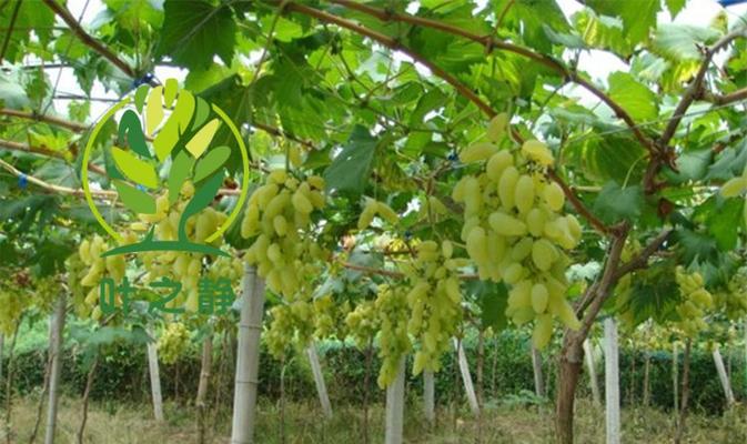 葡萄什么时候种植最好？收获时间如何确定？