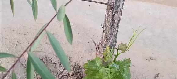 葡萄种子发芽需要多长时间？发芽过程中的注意事项是什么？