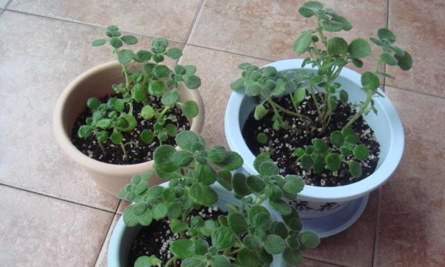 葡萄种子怎么种植？种植过程中需要注意哪些问题？