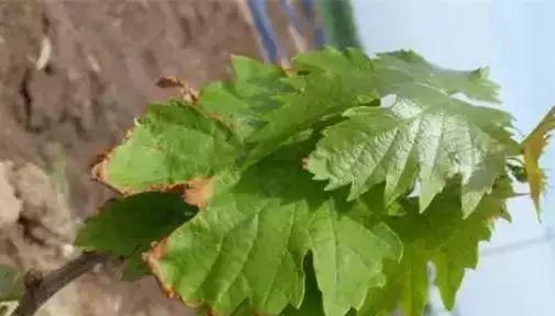 葡萄主要病虫害防治方法与技术措施是什么？如何有效实施？