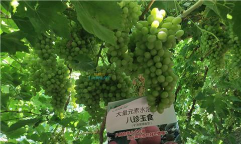 葡萄追肥用什么肥料好？如何根据葡萄生长阶段选择肥料？