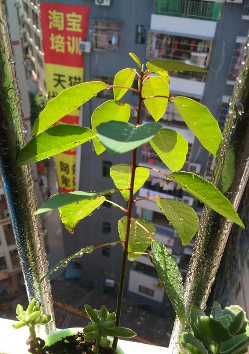 葡萄籽发芽快的方法是什么？需要多长时间才能发芽？