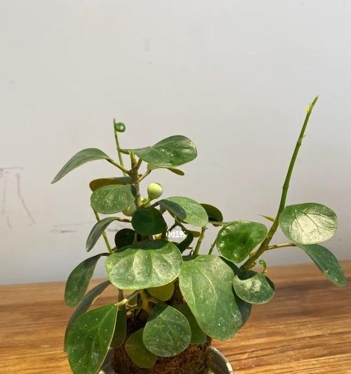 菩提果产地在哪里？如何辨别真伪菩提果？