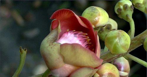 菩提花的花语是什么？了解其独特含义和象征意义？