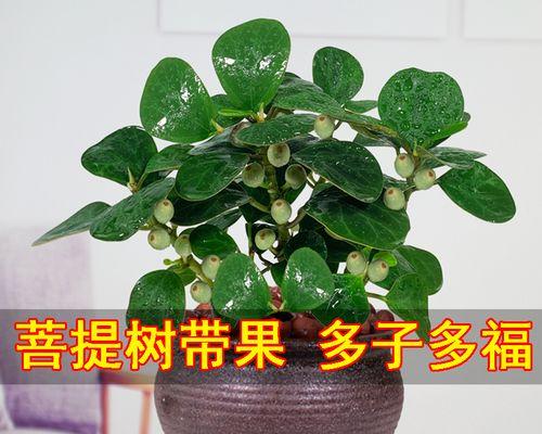 菩提开花的样子和含义是什么？