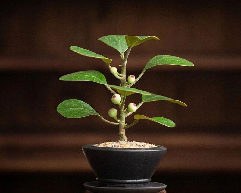 菩提开花的样子和含义是什么？