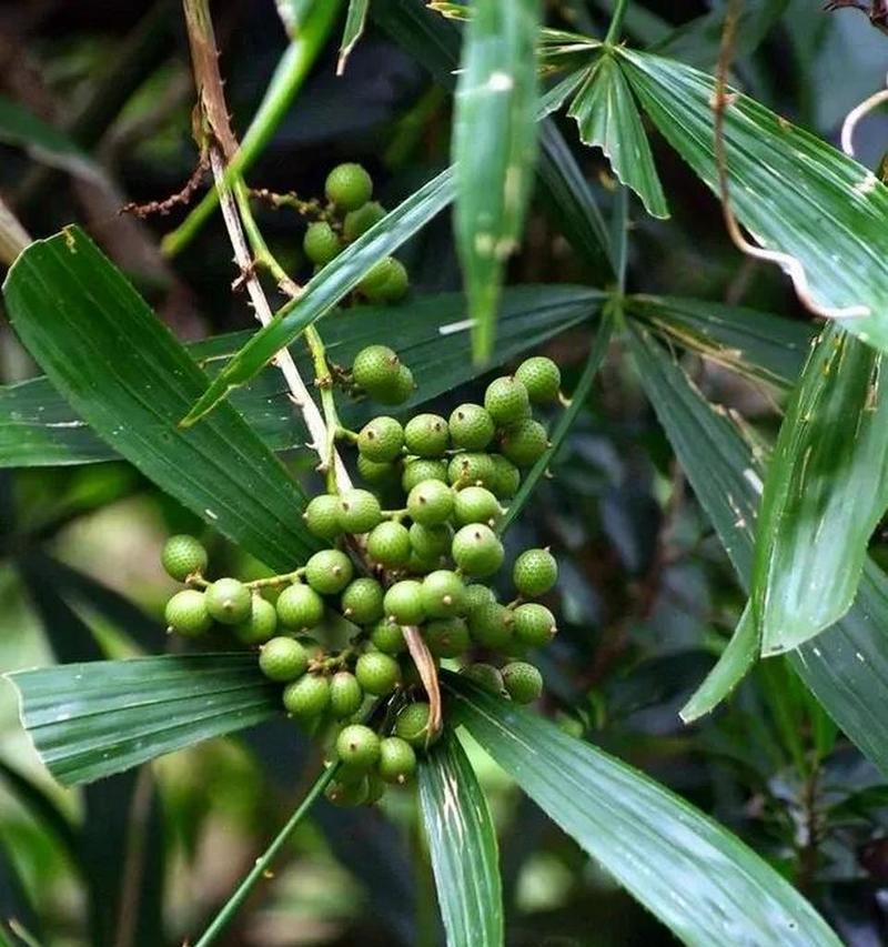 菩提果是哪种植物的果实？菩提的植物学特性是什么？