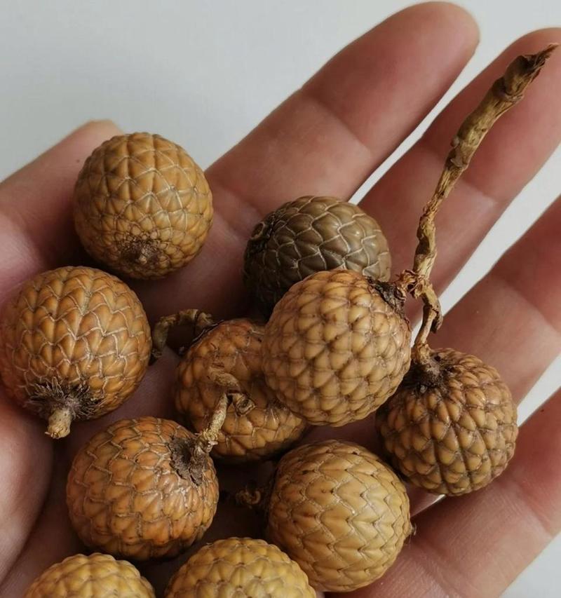菩提果是哪种植物的果实？菩提的植物学特性是什么？