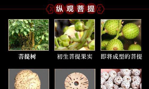 菩提果是哪种植物的果实？菩提的植物学特性是什么？
