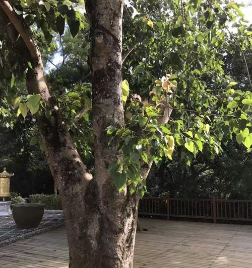 菩提树在北方种植的可行性及注意事项？
