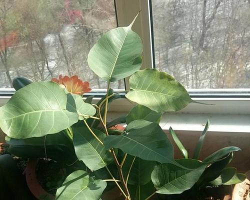 菩提树的生长周期是多长时间？如何正确养护菩提树？