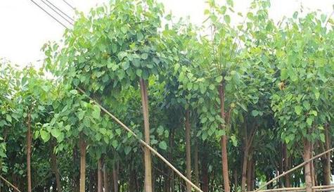 菩提树的生长周期是多长时间？如何正确养护菩提树？