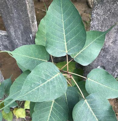 菩提树冬天掉叶子吗？如何判断其健康状况？