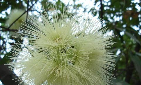 菩提树开花结果需要多长时间？常见问题有哪些？