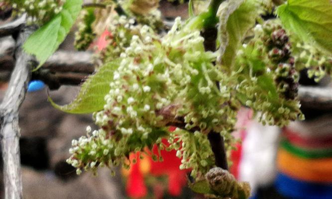 菩提树开花结果需要多长时间？常见问题有哪些？