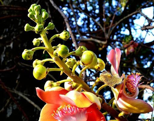 菩提树多久开花一次？揭秘菩提树的开花周期和特点？