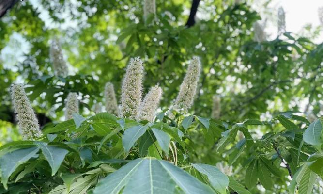 菩提树多久开花一次？揭秘菩提树的开花周期和特点？