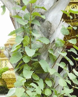 菩提树几年结果实？如何促进菩提树快速结果？