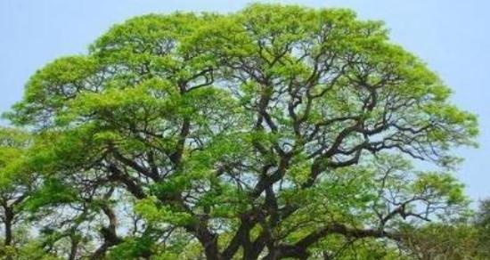 菩提树几年结果实？如何促进菩提树快速结果？