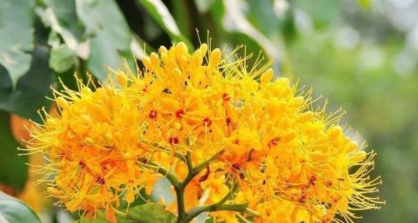菩提树几年开花结果？如何促进其开花结果？