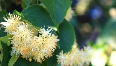 菩提树几年开花结果？如何促进其开花结果？