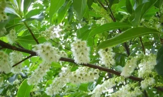 菩提树几年开花结果？如何促进其开花结果？