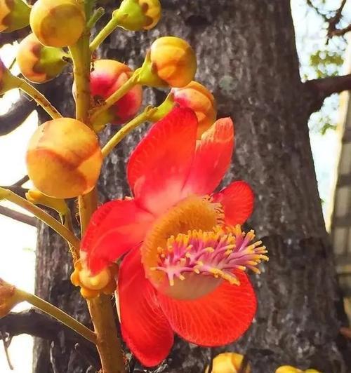 菩提树会开花吗？它们通常在什么季节开花？