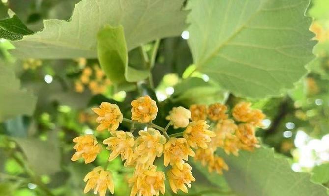 菩提树会开花吗？它们通常在什么季节开花？
