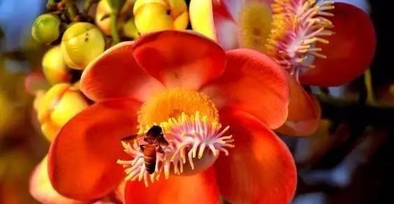 菩提树会开花吗？它们通常在什么季节开花？