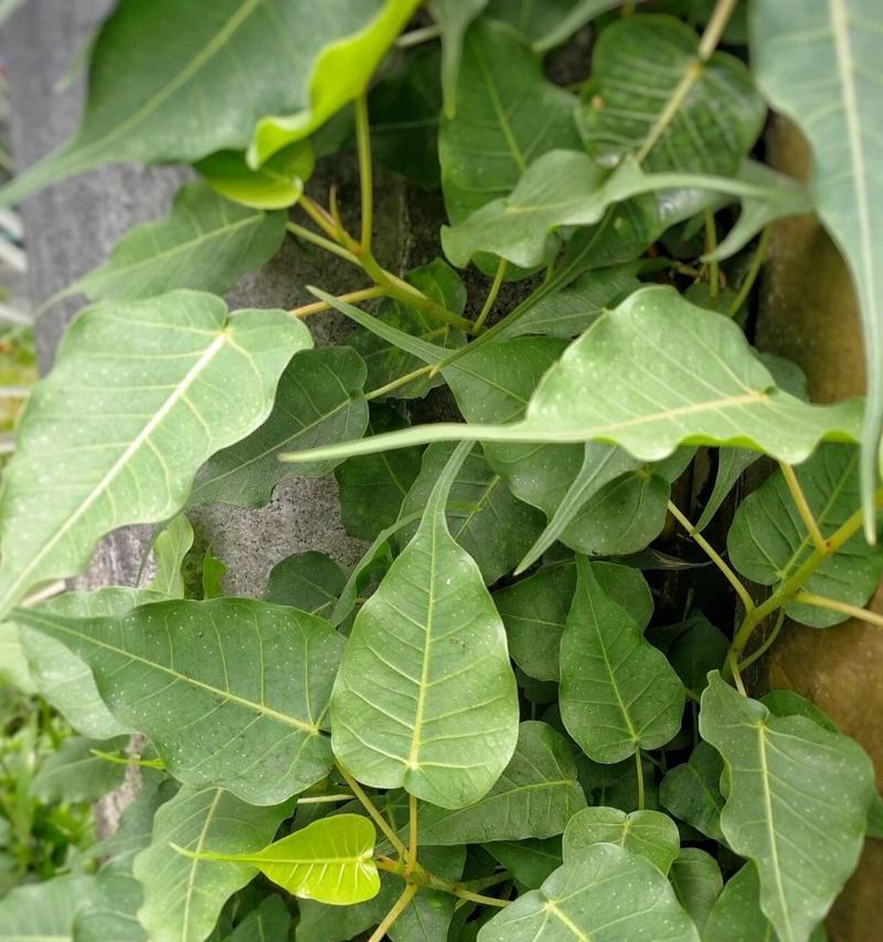 菩提树生长需要什么条件？菩提树有哪些独特特点？