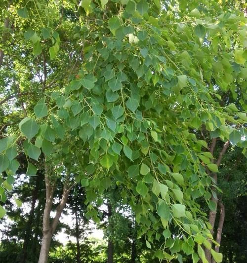 菩提树一年能长多少？了解其生长速度和特点
