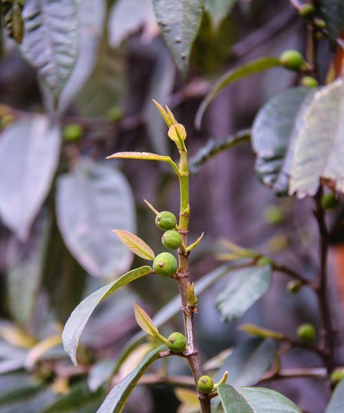 菩提树一年能长多少？了解其生长速度和特点