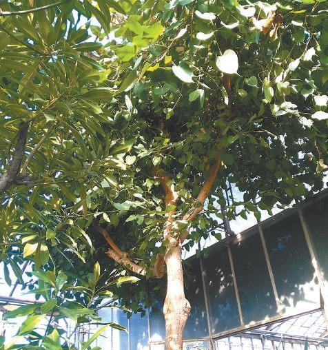 菩提树生长在哪里？全球分布情况解析？
