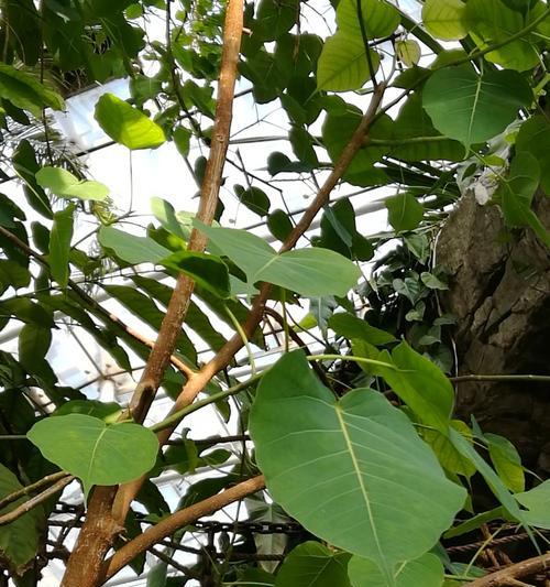 菩提树通常生长在哪些地方？它们的生长环境有何特点？