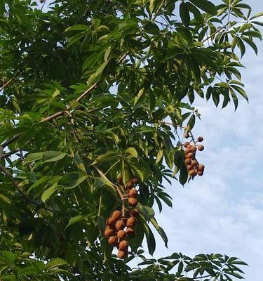 菩提树通常生长在哪些地方？它们的生长环境有何特点？