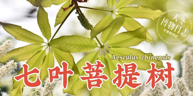 菩提树是哪个国家的国树？它在文化中有何意义？