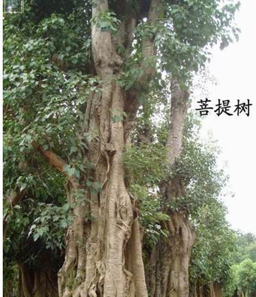 菩提树是什么树种？菩提树长什么样子？