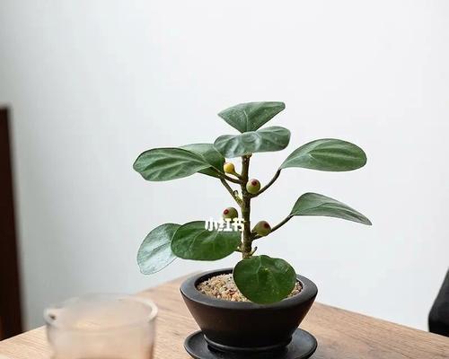 菩提树室内养护可行吗？家养技巧与注意事项是什么？