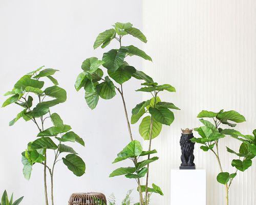 菩提树室内养护可行吗？家养技巧与注意事项是什么？