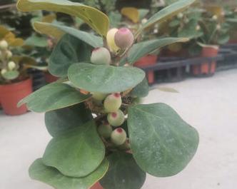 菩提树养护技巧有哪些？如何确保菩提树健康成长？
