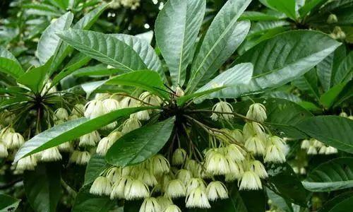 菩提子有多少品种？如何辨别不同种类的菩提子？