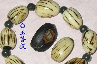 菩提子有多少品种？如何辨别不同种类的菩提子？