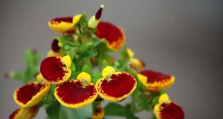 蒲包花一年通常开几次花？开花周期是怎样的？