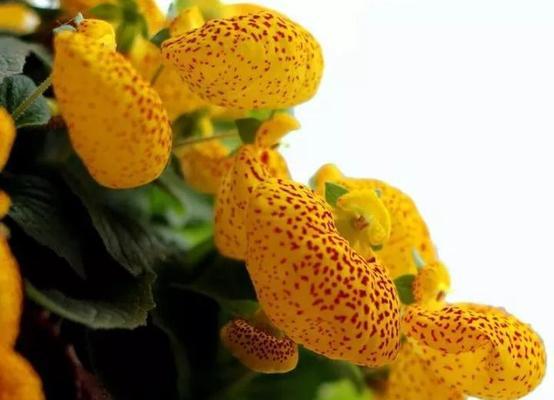 蒲包花一年通常开几次花？开花周期是怎样的？