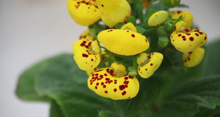 蒲包花一年通常开几次花？开花周期是怎样的？