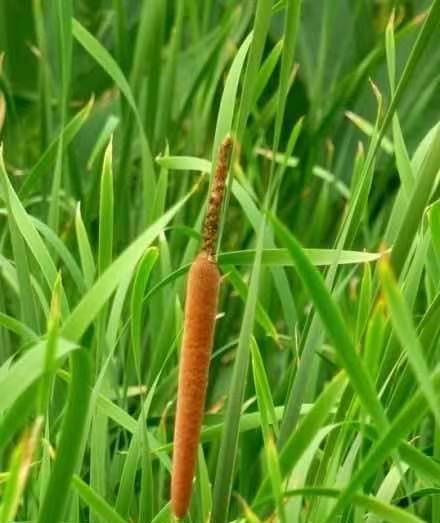 蒲菜属于哪个植物类别？蒲菜的分类特征是什么？