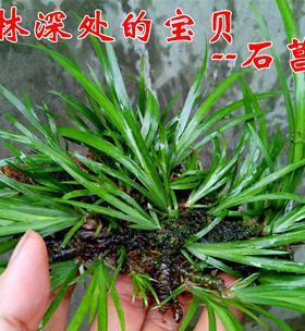 蒲草浇水的最佳时间是什么时候？如何正确进行蒲草浇水？