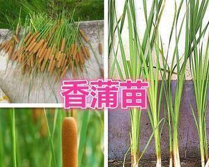 蒲草是什么植物？它有哪些用途和特性？